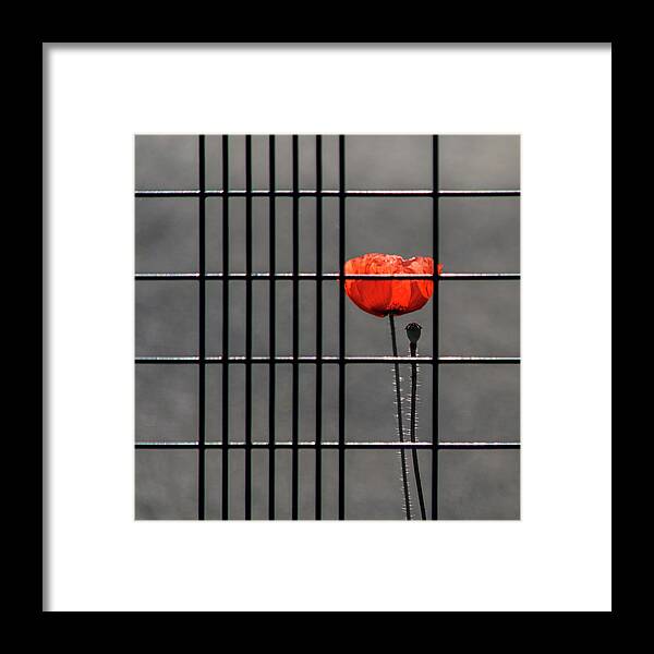 Poppy Framed Print featuring the photograph Square - Imprisoned Poppy by Stuart Allen