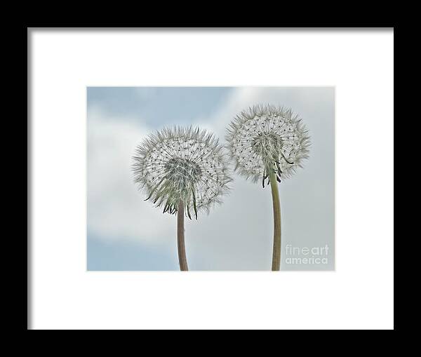 In Clouds Togetherness Two Duo Duet Couple Characters Dandelions Seed Heads Beauties Beautiful Delightful Subtle Delicate Gentle Soft Painterly Pastel Watercolor Artistic Flowers Serenity Atmospheric Stylish Conceptual Dreams Magical Relaxing Tranquil Together Impressions Impressionism Simplicity Happy Jolly Joyful Fluffy White Blue Sky Touching Pretty Attractive Emotional Round Inspiring Imaginations Poetic Uplifting Soulful Idyllic Metaphorical Symbolic Passion Allure Airily Light Compassion  Framed Print featuring the photograph Smile - IN CLOUDS - TOGETHERNESS - BEFORE TAKEN OFF FOR THE FLY by Tatiana Bogracheva