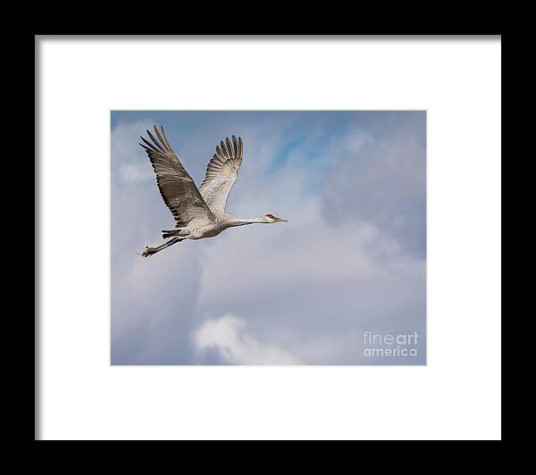 Bosque Del Apache Framed Print featuring the photograph In Flight by Maresa Pryor-Luzier