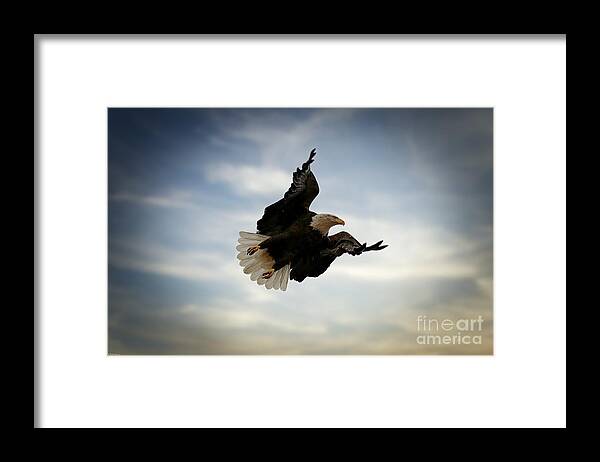 Eagles Framed Print featuring the photograph In Flight by Veronica Batterson