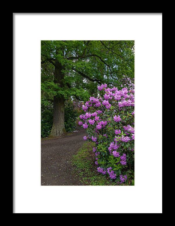 Jenny Rainbow Fine Art Photography Framed Print featuring the photograph In Rhododendron Woods 28 by Jenny Rainbow