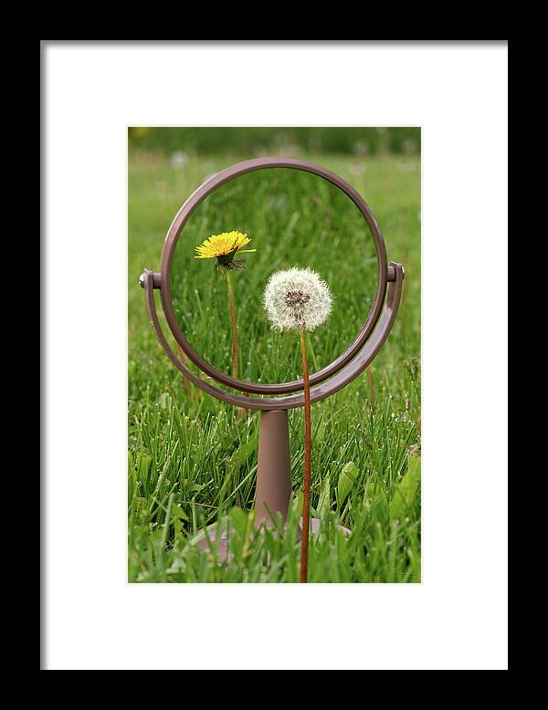 Dandelion Framed Print featuring the photograph In the Eye of the Beholder - Dandelion seed puff with flower reflected in mirror by Peter Herman