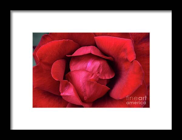 Nature Framed Print featuring the photograph In The Heart Of Rose Beauty by Leonida Arte
