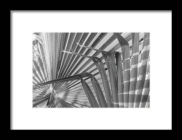 Palm Framed Print featuring the photograph In the Shade by Jessica Myscofski