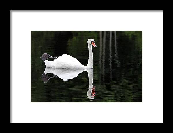Petoskey Framed Print featuring the photograph In the Shadows of the Lake by Robert Carter