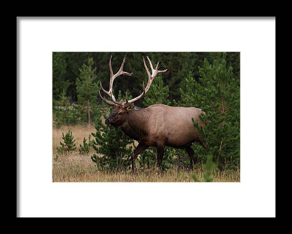 Ynp-elk -e#lk - #moose-art-photography -#raeannmgarrett - Images Of Rae Ann M. Garrett - #fineartphotography Beauty - #beautyofnature - The Beauty Of Nature #professionalphotographer - Rae Ann M. Garrett -#renownedphotographer - Universally Known Artist- #universal -artist - -#art -#artist -#artgallery -#artprints -#printsforsale -prints For Sale Ynp =-#ynp #wildlife - Yellowstone Wildlife - The Beauty Of The Elk Framed Print featuring the photograph In the Trees by Rae Ann M Garrett