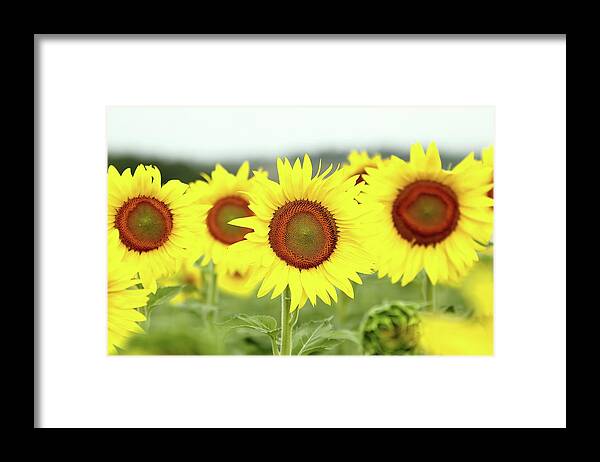 Sunflower Framed Print featuring the photograph In Your Face by Lens Art Photography By Larry Trager
