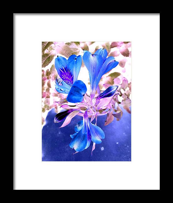 Inca Lily Framed Print featuring the digital art Inca Lily in Blue by Loraine Yaffe