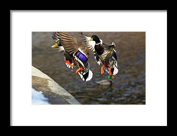 Mallard Framed Print featuring the photograph Incoming Drake Mallards by Debbie Oppermann