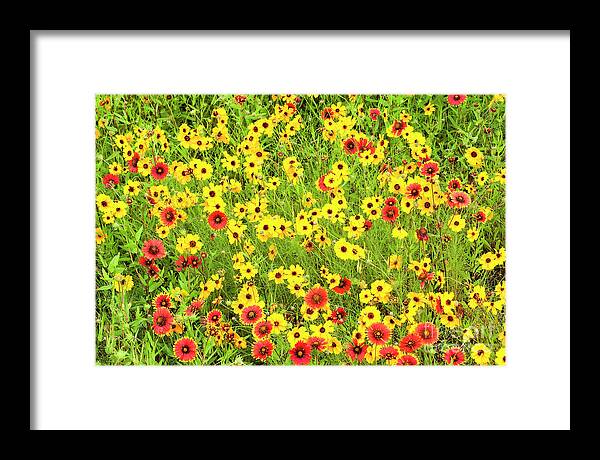 Dave Welling Framed Print featuring the photograph Indian Blanketflowers And Coreopsis Texas by Dave Welling