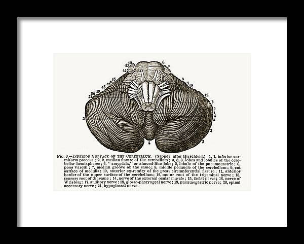 19th Century Style Framed Print featuring the drawing Inferior Surface of the Human Cerebellum Engraved Illustration, 1880 by Bauhaus1000