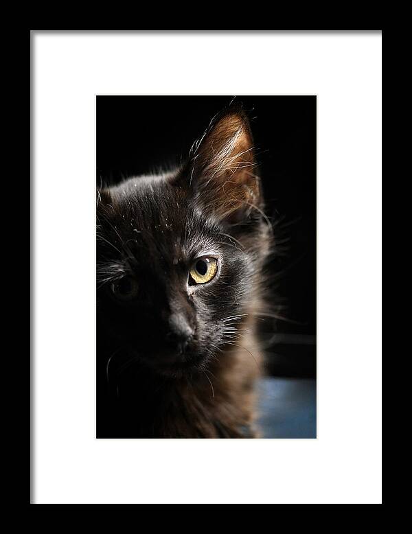 Cat Framed Print featuring the photograph Innocent by DArcy Evans