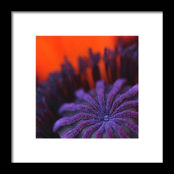 Macro Framed Print featuring the photograph Inside Poppy 0607 by Julie Powell