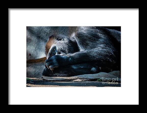 Animals Framed Print featuring the photograph Insomnia by David Levin