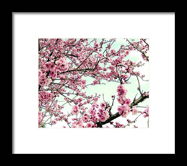 Cherry Blossoms Framed Print featuring the photograph Inspiration by Lupen Grainne