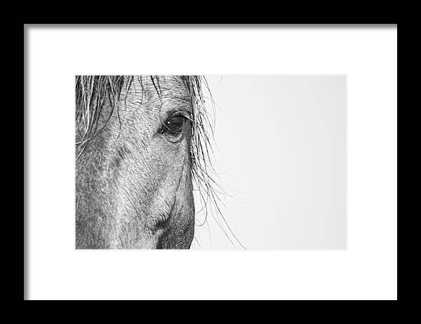 Wild Framed Print featuring the photograph Intimate Wild Horse Portrait - North Carolina Outer Banks by Bob Decker