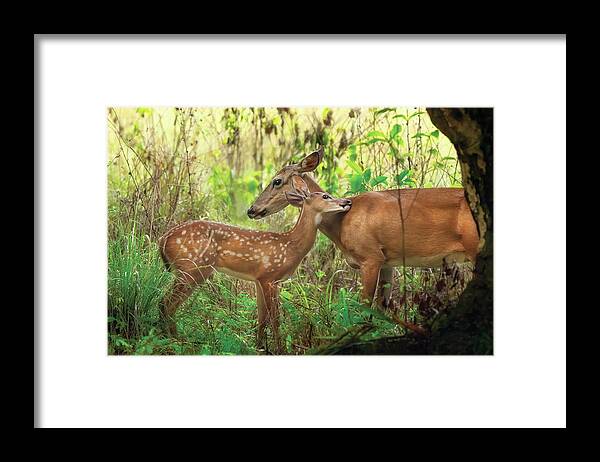 Deer Framed Print featuring the photograph Intimate Wildlife A Mother Deer and Fawn in Riverbend Park Jupit by Kim Seng