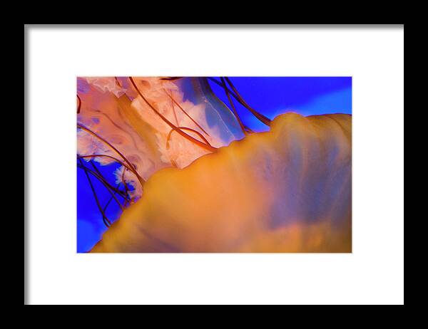 Jellyfish Framed Print featuring the photograph Into The Blue by Melissa Southern