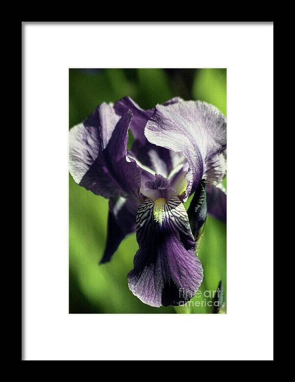 Arizona Framed Print featuring the photograph Into the World of the Iris by Kathy McClure