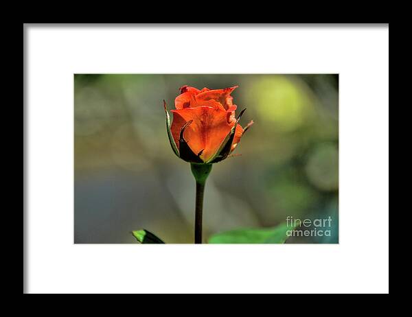 Roses Framed Print featuring the photograph Intricacy by Diana Mary Sharpton
