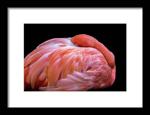 Flamingo Framed Print featuring the digital art Introvert by Nicole Wilde