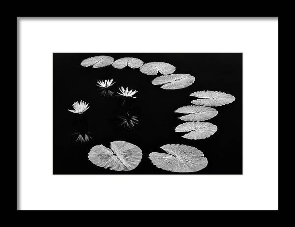 Water Lilies Framed Print featuring the photograph Invisible Connection by Elvira Peretsman