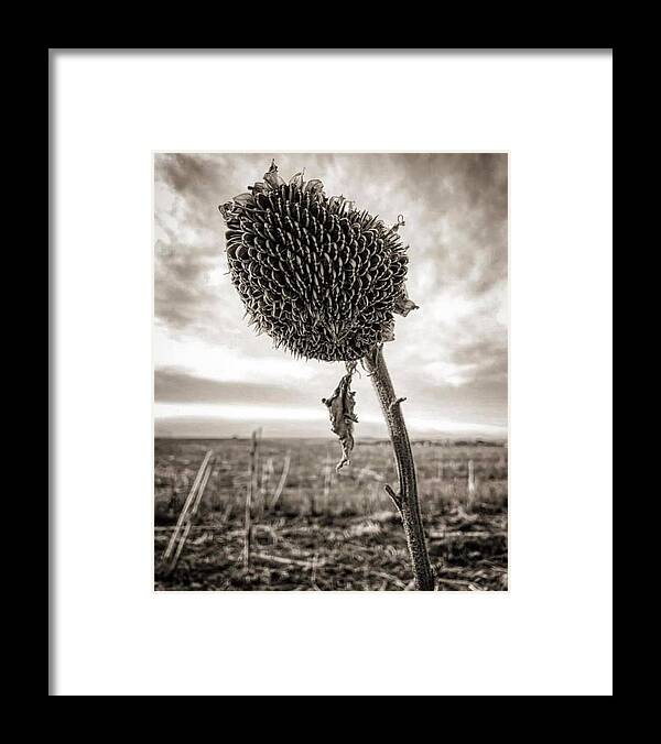 Iphonography Framed Print featuring the photograph iPhonography Sunflower 2 by Julie Powell