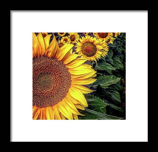 Iphonography Framed Print featuring the photograph Iphonography Sunflower 3 by Julie Powell
