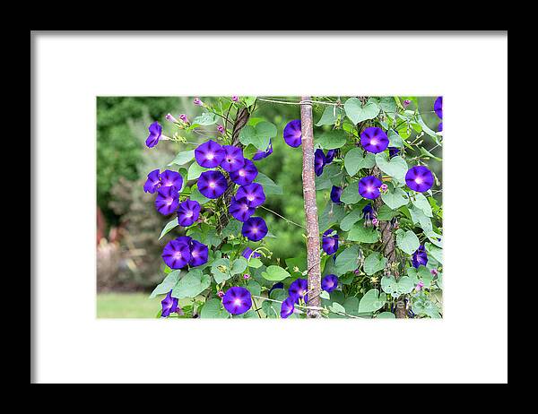 Ipomoea Framed Print featuring the photograph Ipomoea Purpurea Kniola's Black Flowers by Tim Gainey