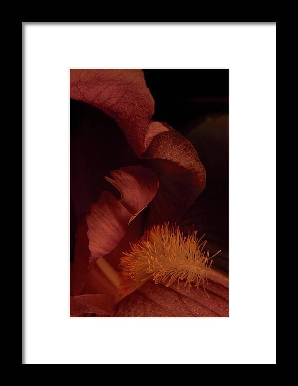 Flower Framed Print featuring the photograph Iris 0232 by Julie Powell