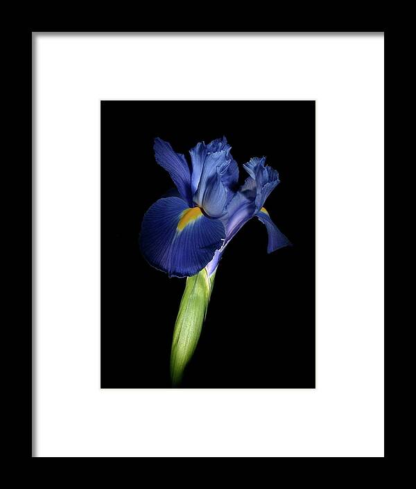 Macro Framed Print featuring the photograph Iris 041807 by Julie Powell