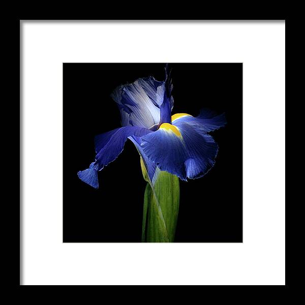 Macro Framed Print featuring the photograph Iris 041907 by Julie Powell