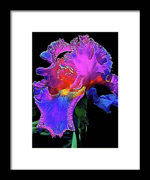 Flowers Framed Print featuring the photograph Iris 3 by Pamela Cooper