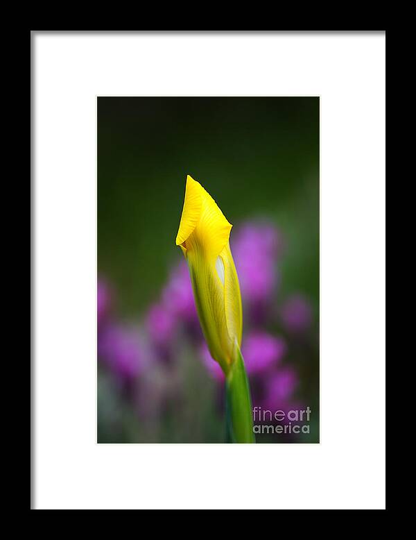 Iridaceae Framed Print featuring the photograph Iris Bud Yellow Hope by Joy Watson