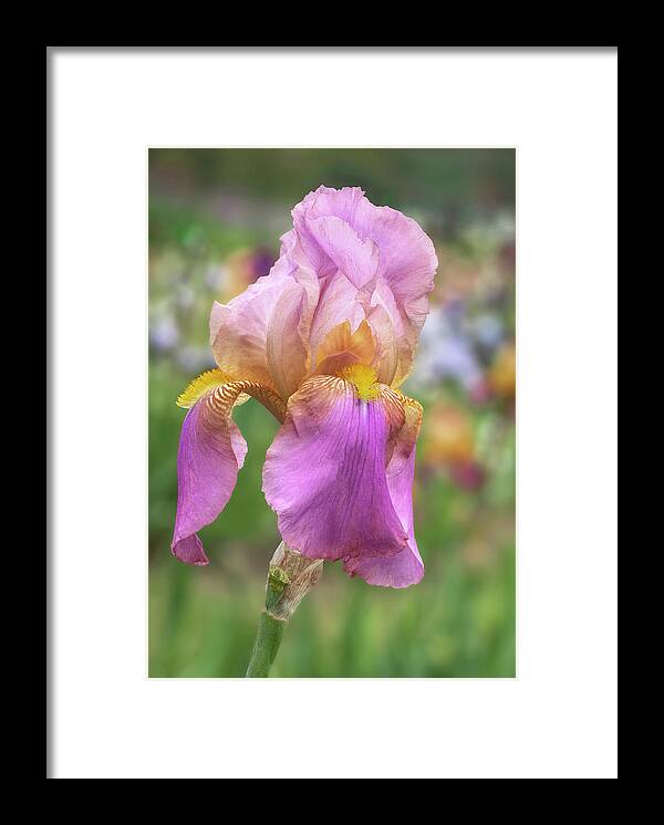 Flower Framed Print featuring the photograph Iris in the field by Roman Kurywczak