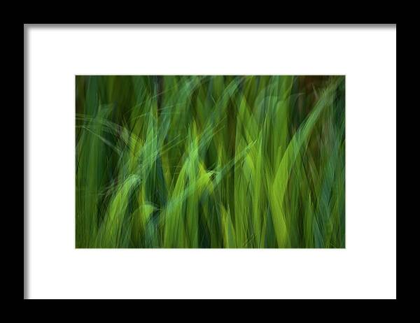 Abstract Framed Print featuring the photograph Iris Leaf Blades by Alexander Kunz