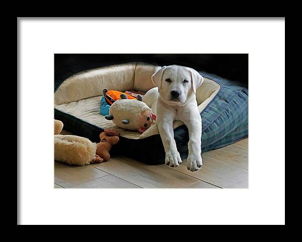 Labrador Framed Print featuring the digital art Is this doing yoga? by Waterdancer