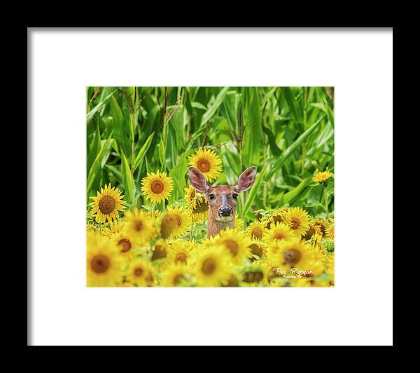 Corn Field Framed Print featuring the photograph Is This Heaven? by Peg Runyan