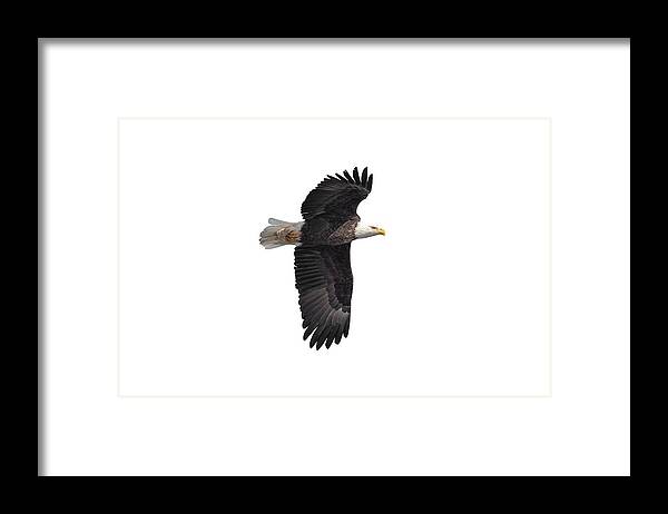  Framed Print featuring the photograph Isolated Bald Eagle 2019-7 by Thomas Young