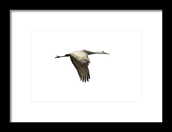 Sandhill Crane Framed Print featuring the photograph Isolated Sandhill Crane 1-2021 by Thomas Young