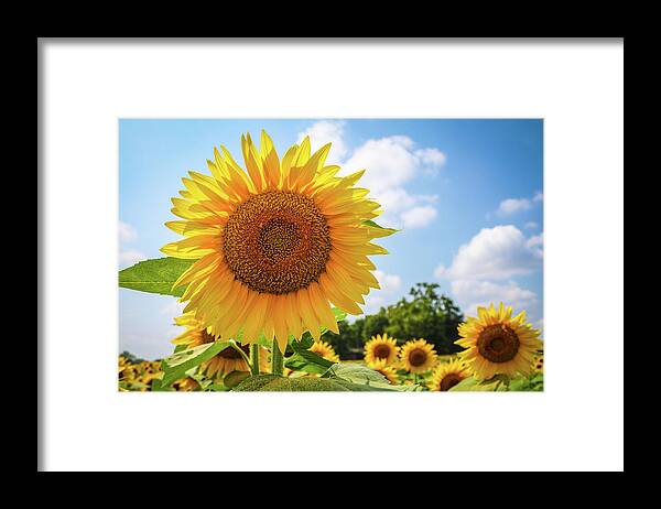 2017 Framed Print featuring the photograph It's a Beautiful Day by Gerri Bigler