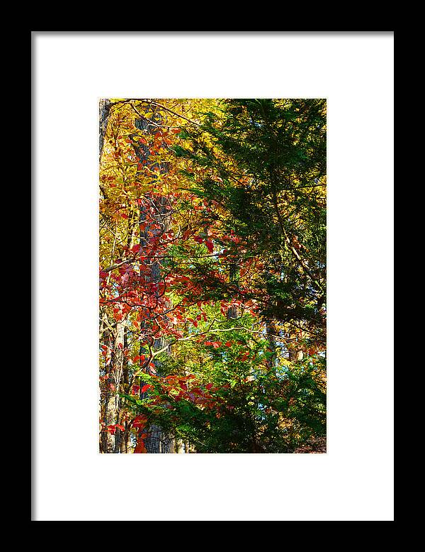 Colorful Framed Print featuring the photograph It's So Easy Being Green - A Piedmont Autumn Impression by Steve Ember