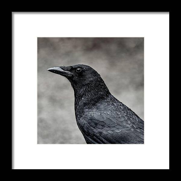 Crow Framed Print featuring the photograph It's the same story the crow told me by Gary Kochel
