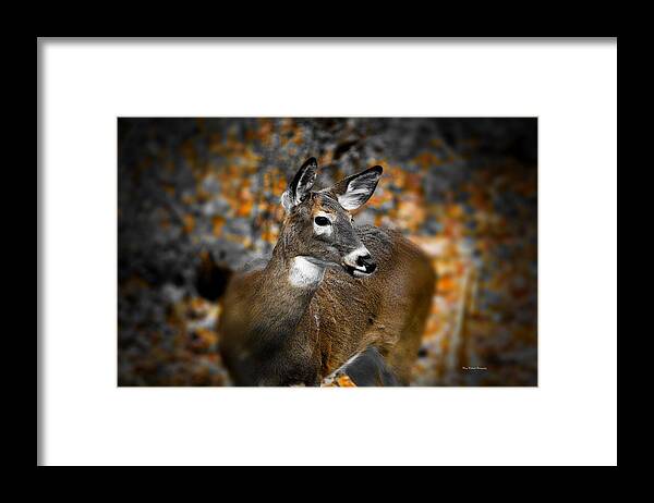 Deer Framed Print featuring the photograph I've Got My Eye On You by Mary Walchuck