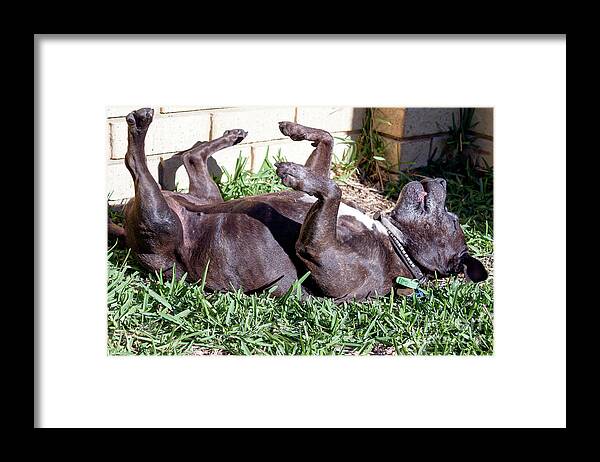 Staffie Framed Print featuring the photograph I've Had a Dog of a Day by Elaine Teague