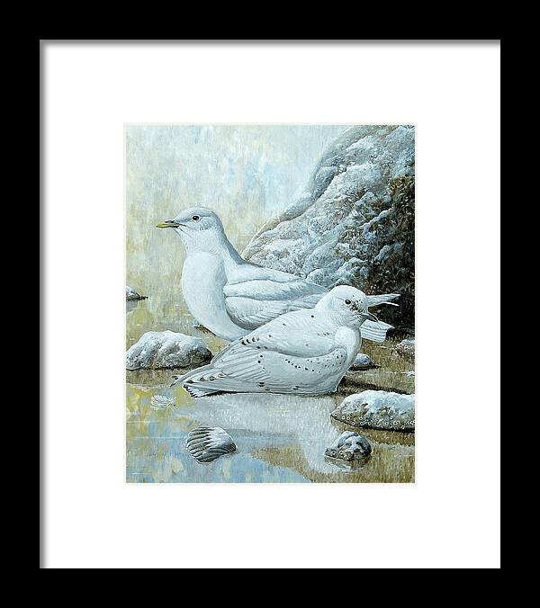 Ivory Gull Framed Print featuring the painting Ivory Gulls by Barry Kent MacKay