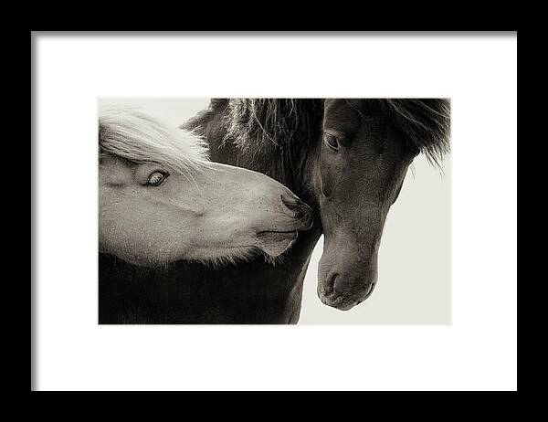 Photographs Framed Print featuring the photograph J'adore II - Horse Art by Lisa Saint