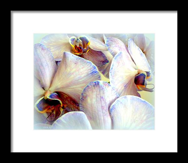 Orchids Beautiful 22 Framed Print featuring the photograph Jane's Orchids Beautiful by VIVA Anderson