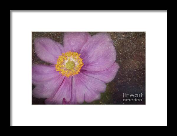 Anemone Framed Print featuring the photograph Japanese Anemone by Yvonne Johnstone