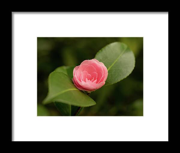 Japanese Camellia Framed Print featuring the photograph Japanese Camellia by Average Images